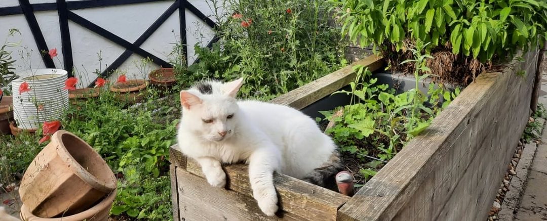 Hier steht eine Headline des Blogartikels