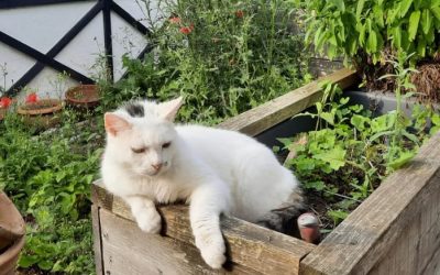 Hier steht eine Headline des Blogartikels